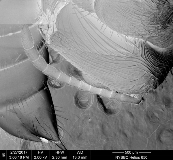 Ant up close